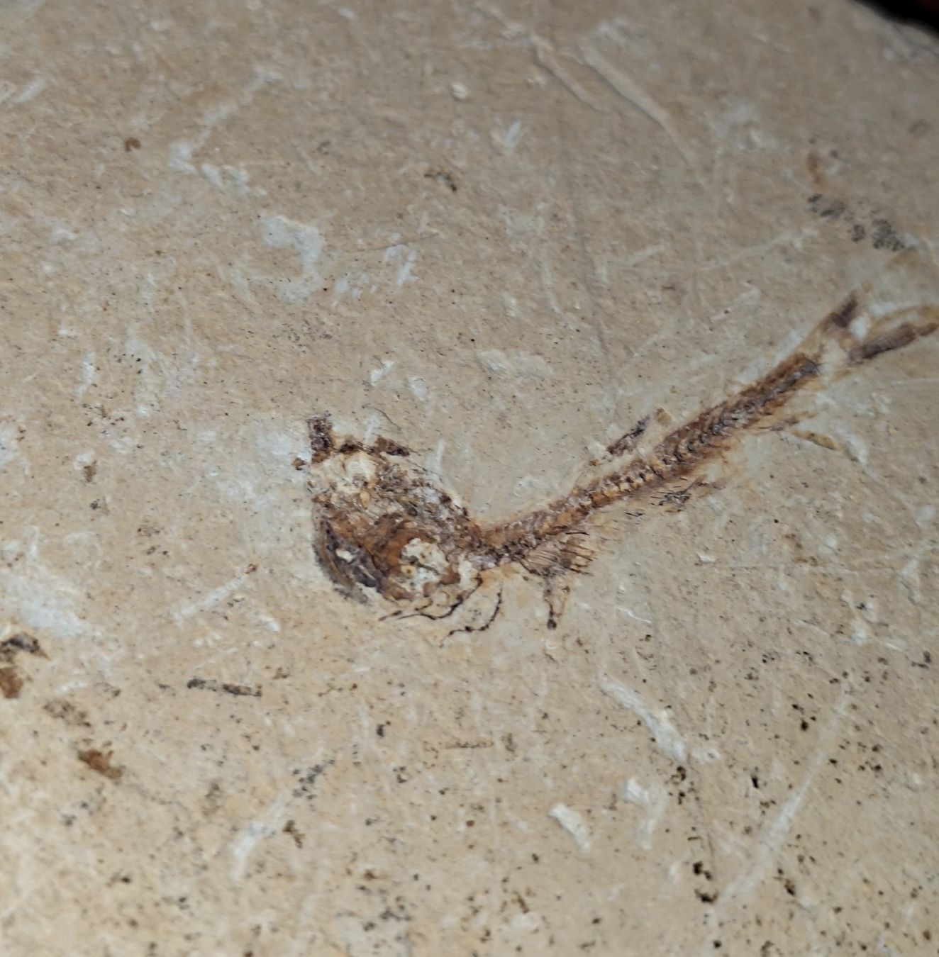 Fossilien: Pesci ossei fossili. 2 pz. – Neu (gemäss Beschreibung) aus Lugano von fbo_82wg 1