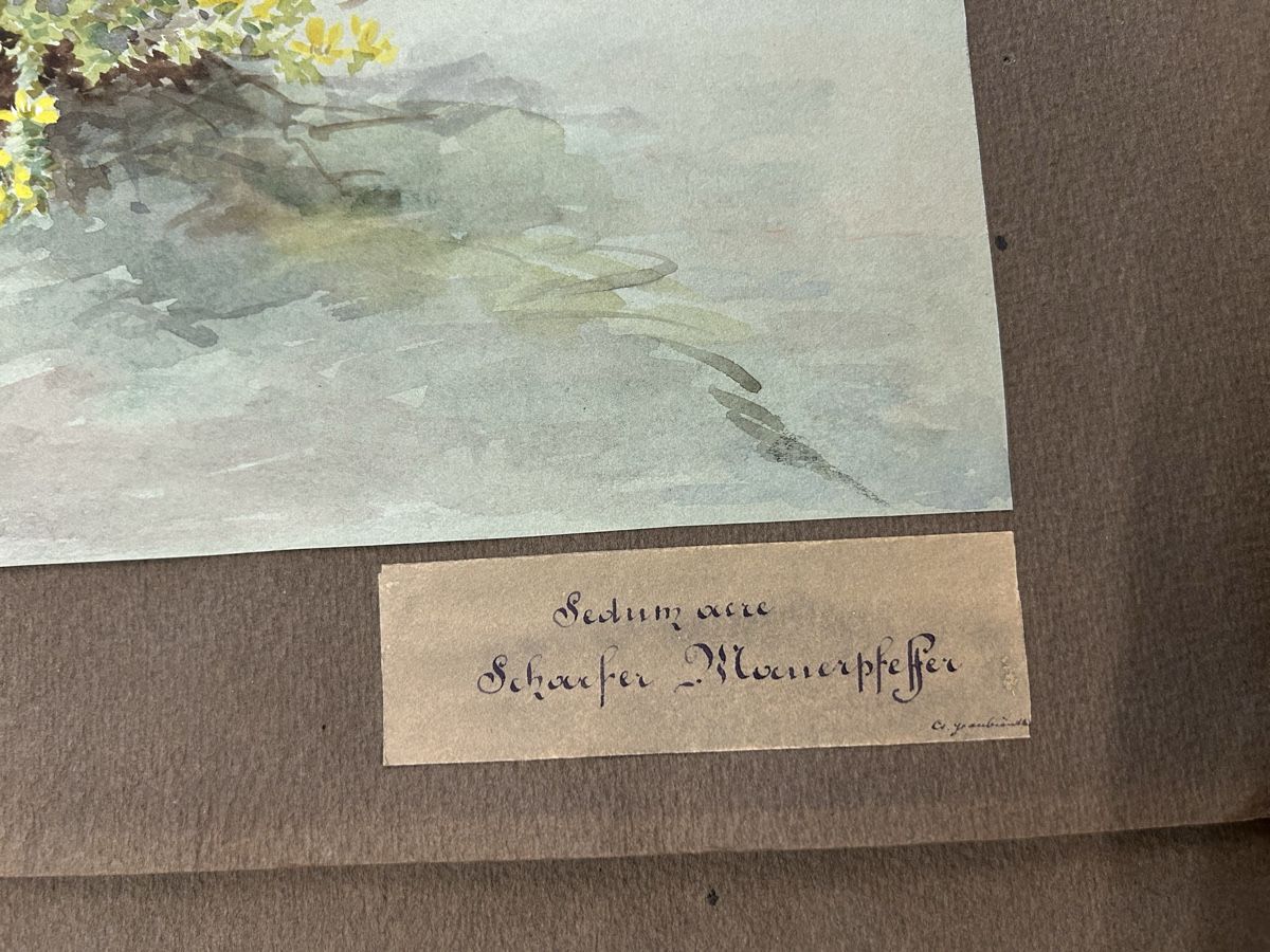 Posters & Illustrations: Blumen Bilder von B. Gender – D'occasion à Zürich par BashasBrockenhaus 1