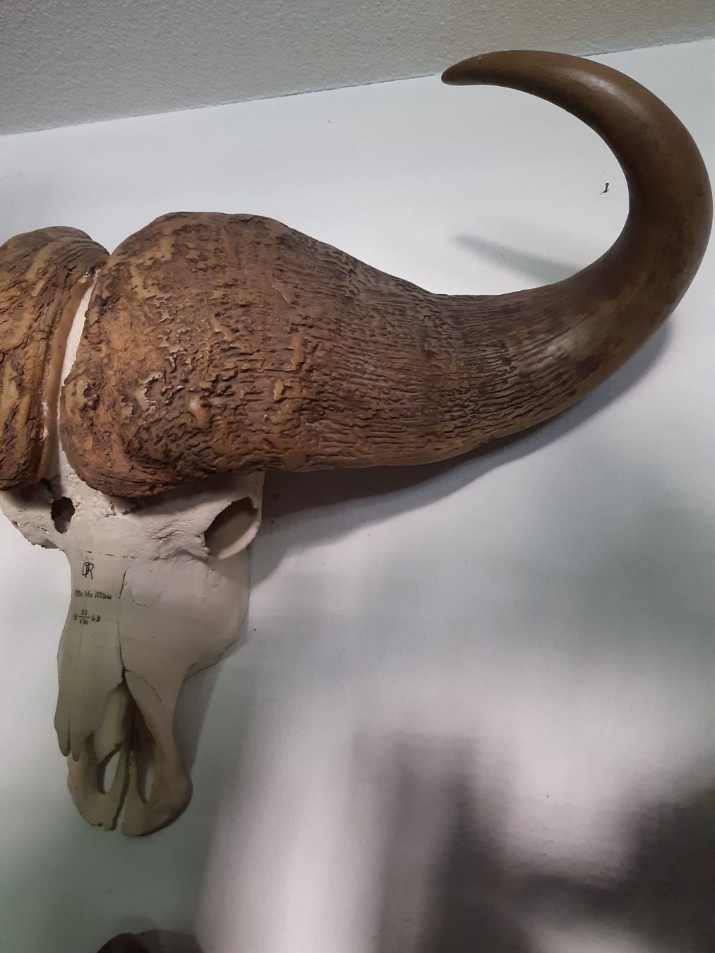 Il mondo degli animali: CRANE DE BUFFALO larg.1m. – Usato da Genève venduto da dieudedieu 1