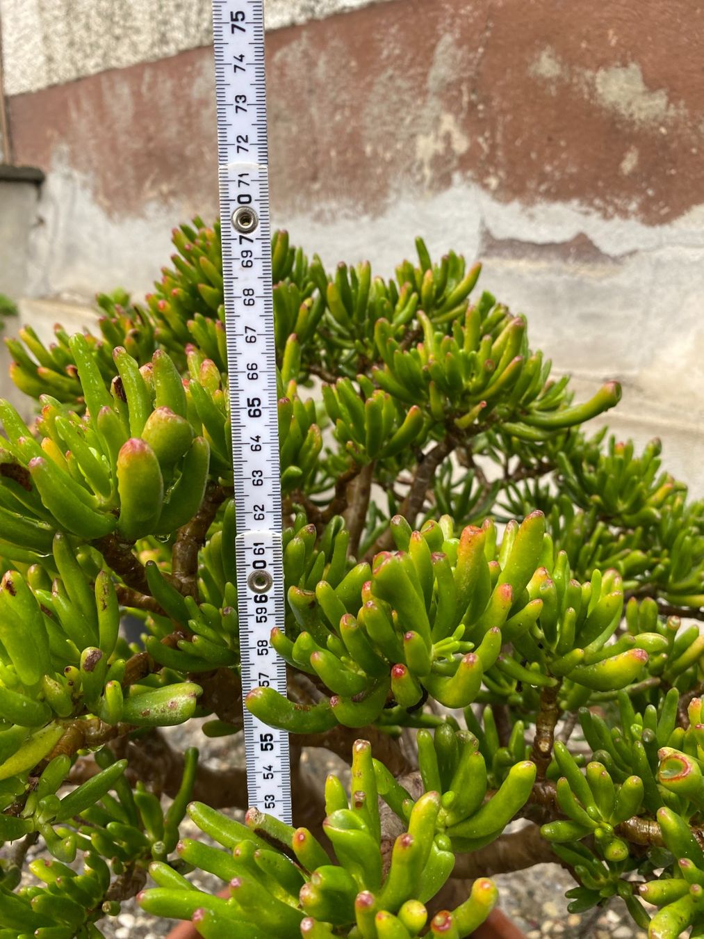 Pflanzen & Samen: Geldbaum crassula Talerbaum dickblatt – Gebraucht aus Schönenberg ZH von struzzi 2