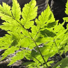 Profile image of alchemilla01