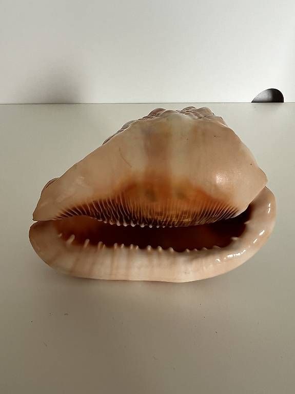 Fossilien: Natürlich stachelige Muschelschale – Gebraucht aus Geroldswil von Nadine_Bosshard 1