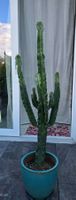 Grosser schöner Kaktus Euphorbia eritrea mit Topf