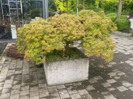 Japanischer Ahorn ca. 30 Jahre alt