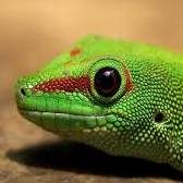Profile image of chi_g2tg