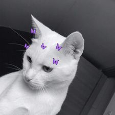 Profile image of Timijy