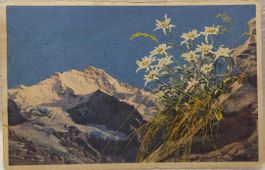 JUNGFRAU  -  Edelweiss