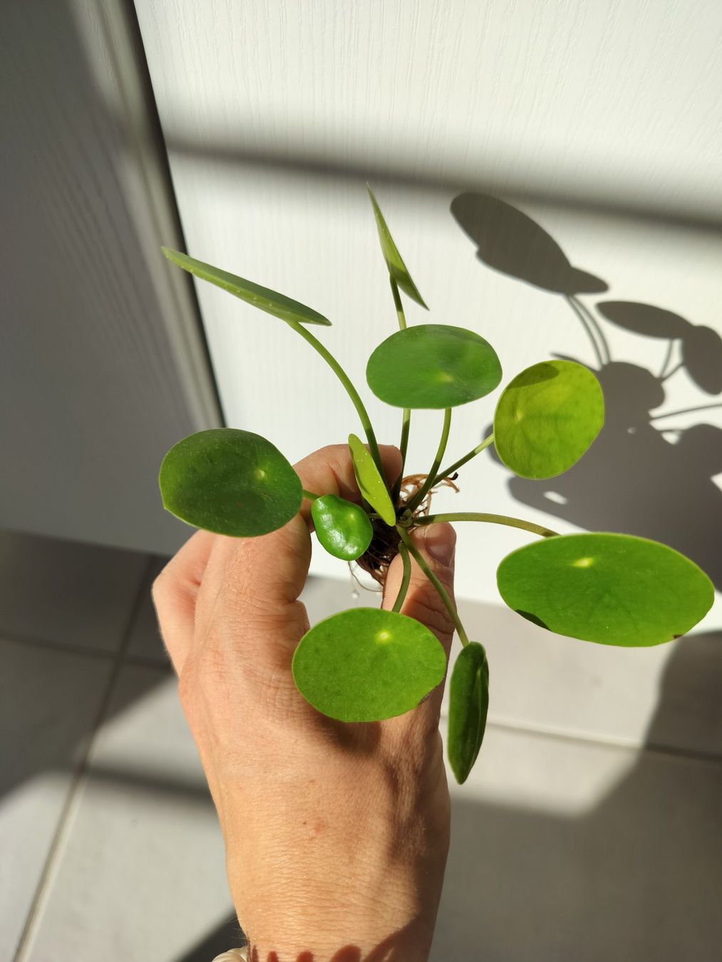 Piante & sementi: Pilea, Ableger, Bauchnabelpflanze, Ufopflanze – Nuovo (secondo la descrizione) da Urdorf venduto da jazz1984 2