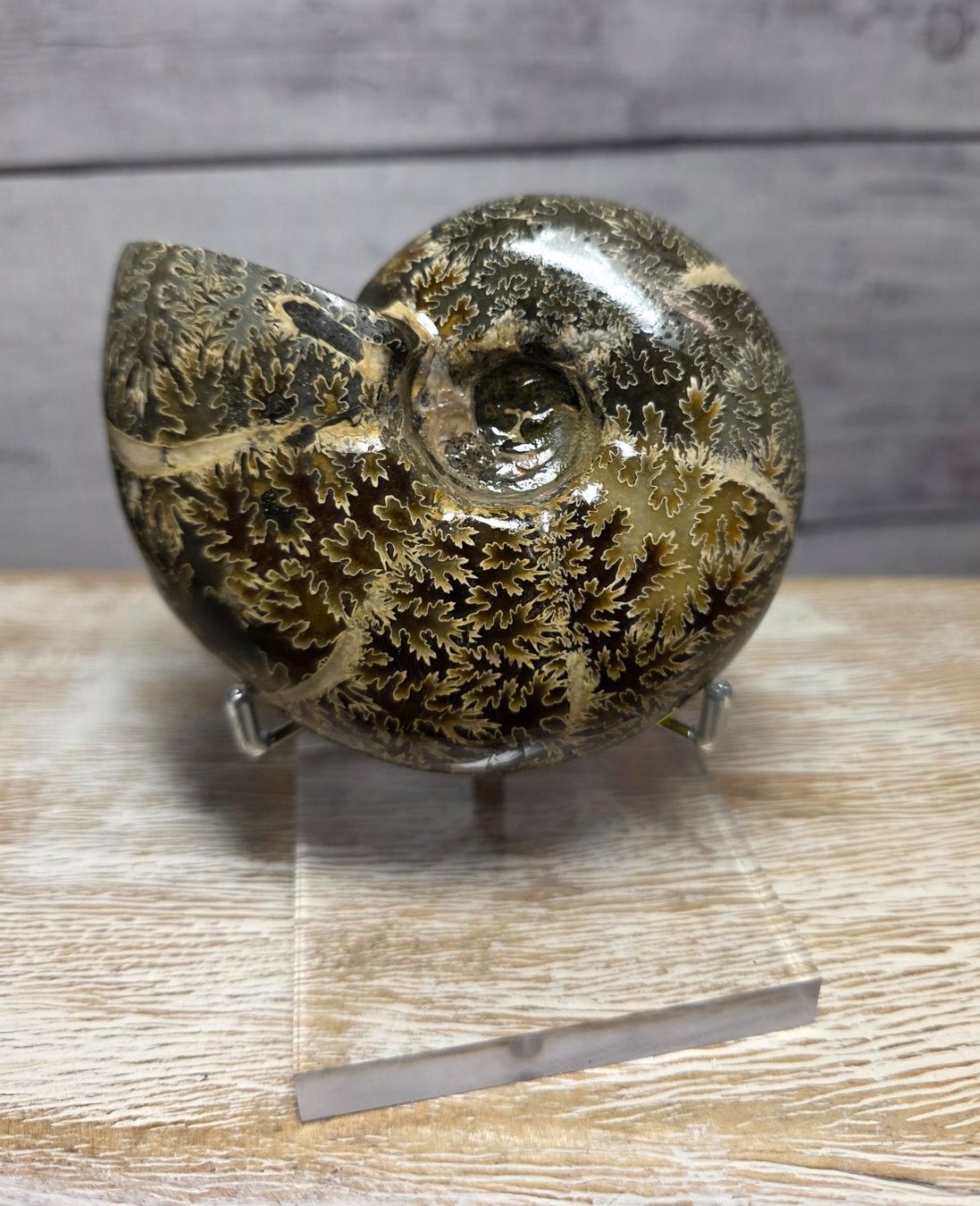 Fossili: Ammonit auf Acrylstand A1 412g – Nuovo e nell'imballaggio originale da Matzingen venduto da Shay_Crystalz 1