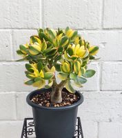 1 bewurzelter Setzling vom Crassula Ovata (Geldbaum)