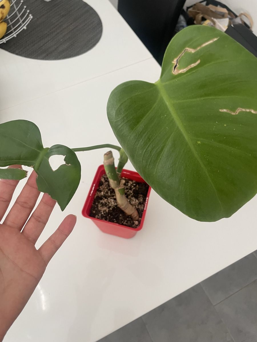Piante & sementi: Baby monstera – Usato da Bern venduto da adr_62mn