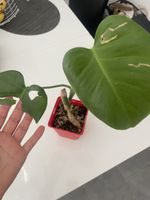 Baby monstera
