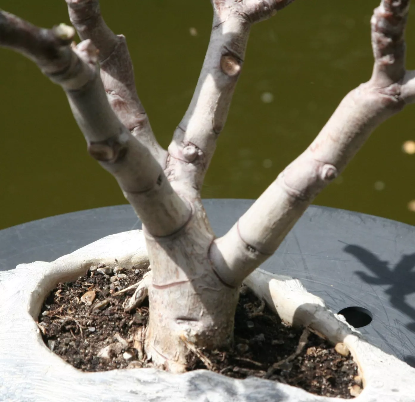 Piante & sementi: BONSAI  -  Löffelbaum – Usato da Gretzenbach venduto da Sikim 2