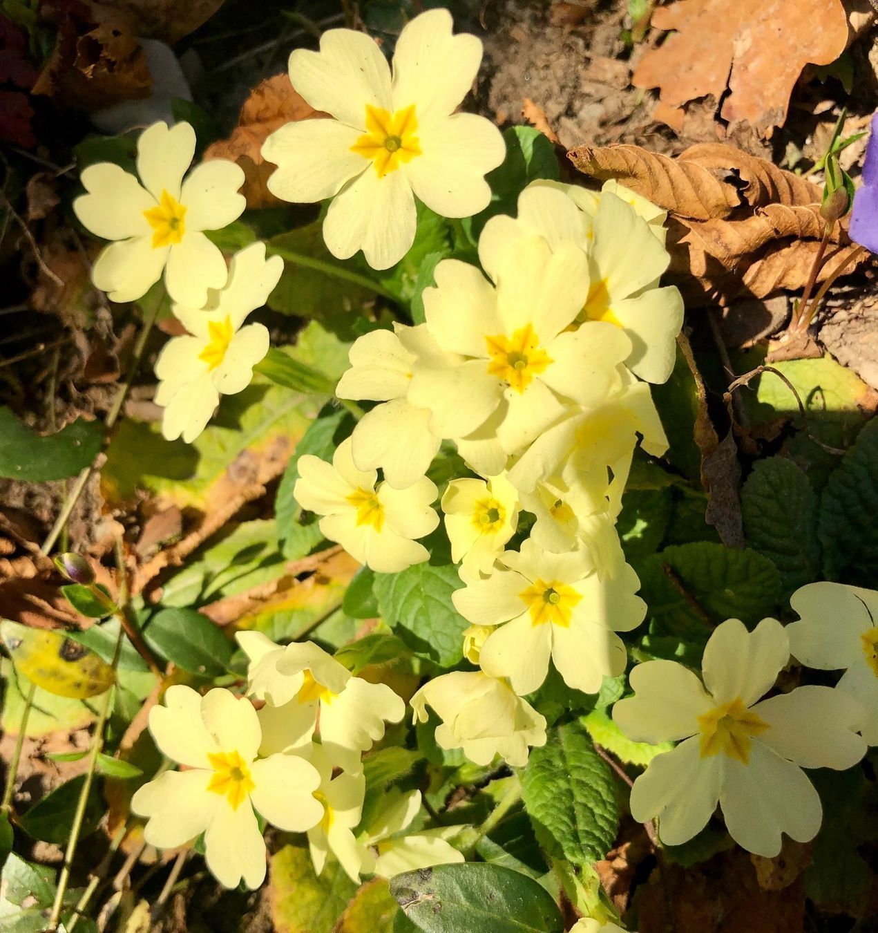 Piante & sementi: PRIMULA ACAULIS Gemeinsame Primel x10stk – Nuovo e nell'imballaggio originale da Rovio venduto da POSITIFFARTandPLANTS 4