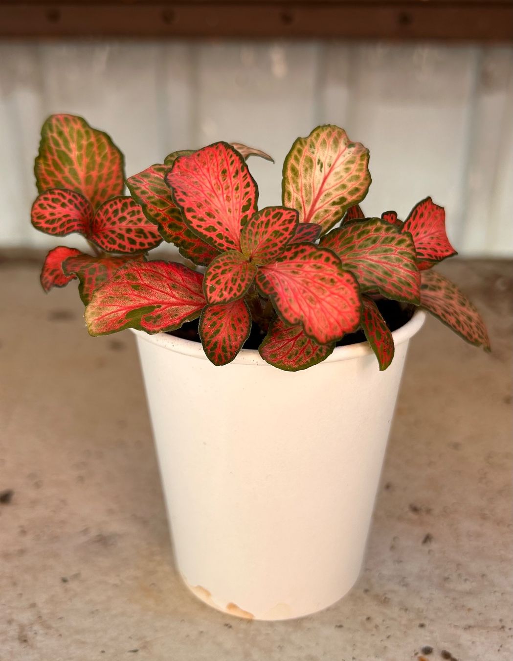 Plantes & graines: Fittonia 🌱 – D'occasion à Zürich par -Pflaenzlilade