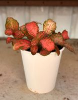 Fittonia 🌱