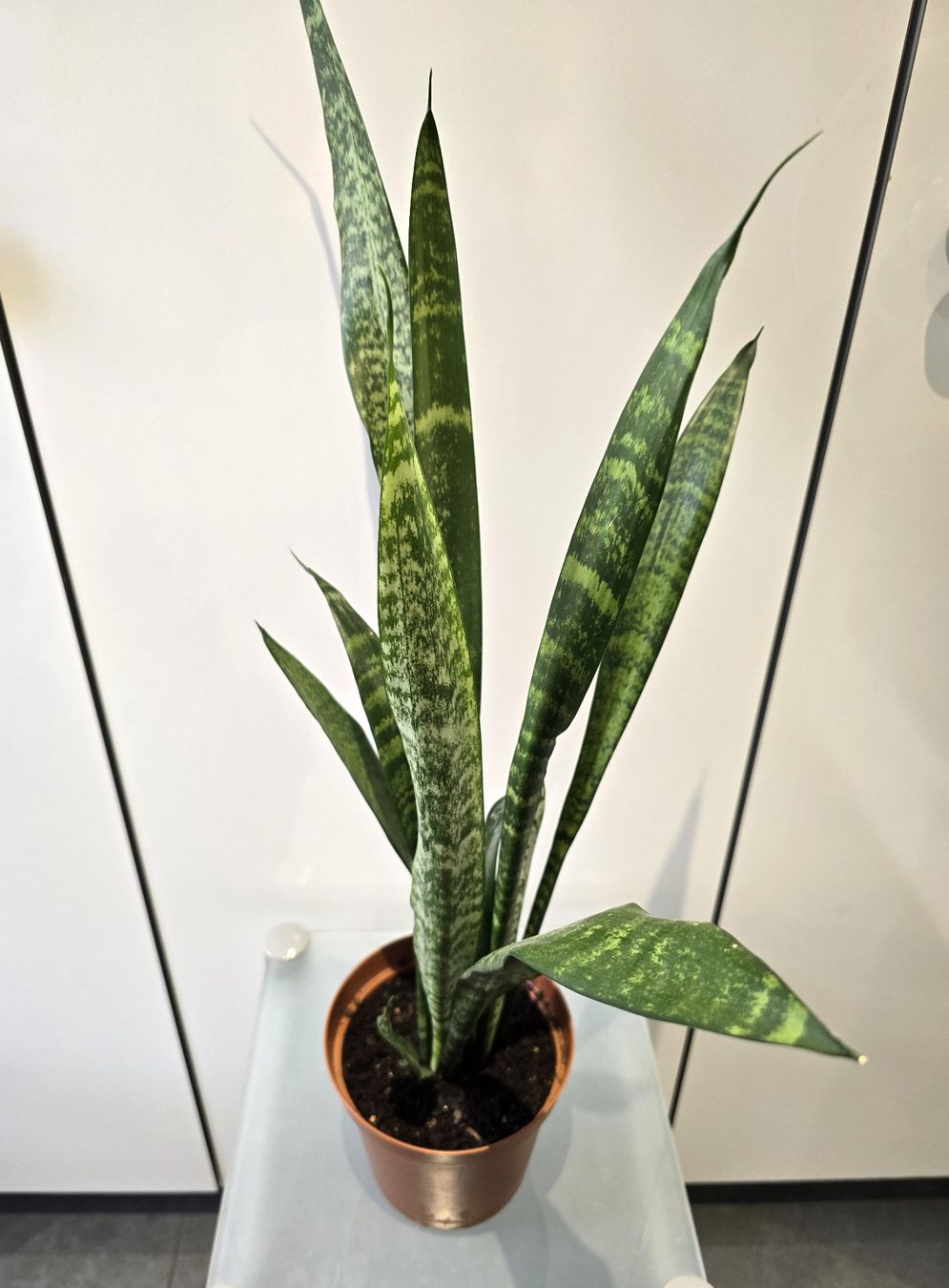 Piante & sementi: Pflanze Sansevieria / Bogenhanf 68 cm – Usato da Oetwil an der Limmat venduto da dhantal 4