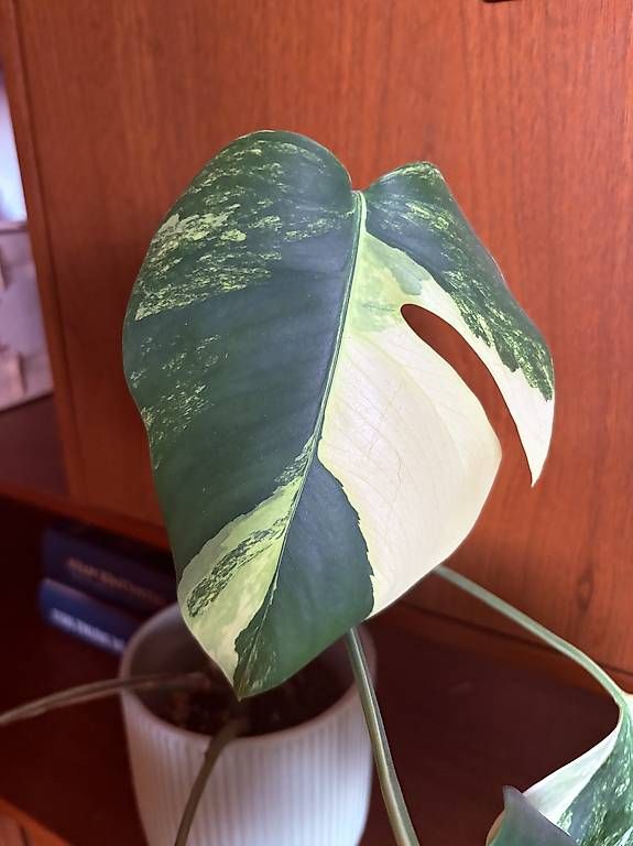 Pflanzen & Samen: Monstera (Marilyn Yellow) – Gebraucht aus Schwerzenbach von Pistazija 1