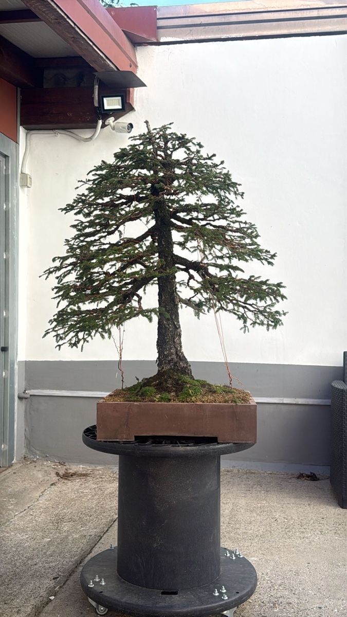 Pflanzen & Samen: Fitche bonsai Abete rosso  – Gebraucht aus Massagno von and_m56k