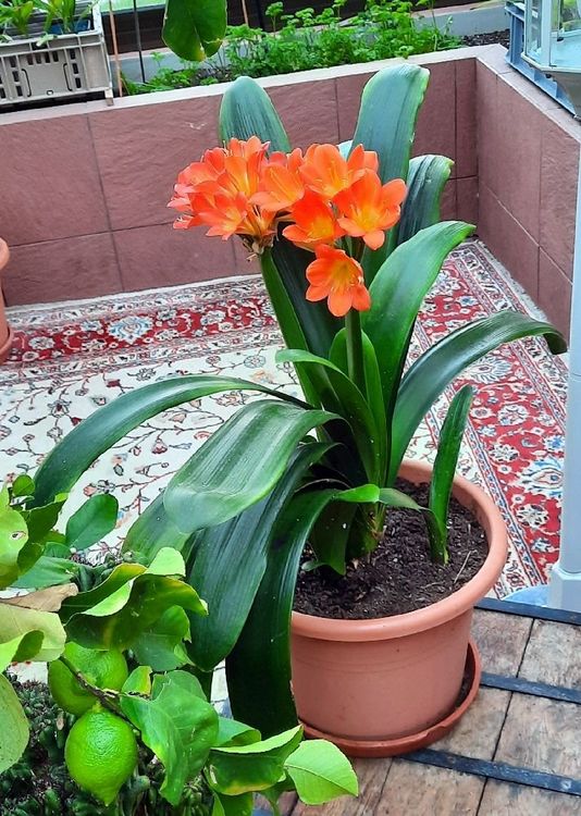 Klivie Clivia 80 cm Kaufen auf Ricardo