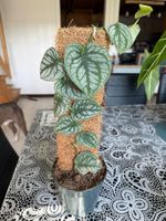 RARA Monstera Dubia – Sana/Gesund (Con Palo / Mit Klettersta
