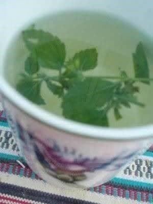 Piante & sementi: MENTHE MELISSE CITRONNELLE 50g – Nuovo (secondo la descrizione) da Bremblens venduto da FIBONACCI369 1
