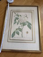 Antike botanische Zeichnung "Rosa indica fragrans"