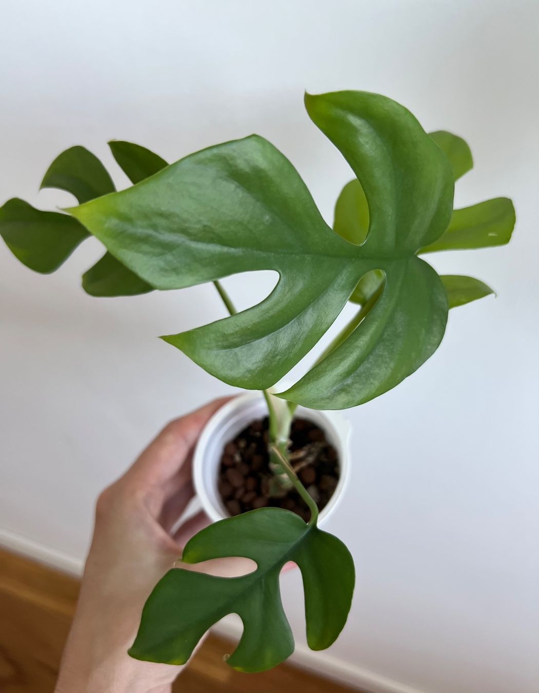 Piante & sementi: Monstera minima💚 – Usato da Glattpark(Opfikon) venduto da ste_n99y 2