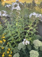 Phlox weiss Gartenstaude mehrjährig gesund und gepflegt