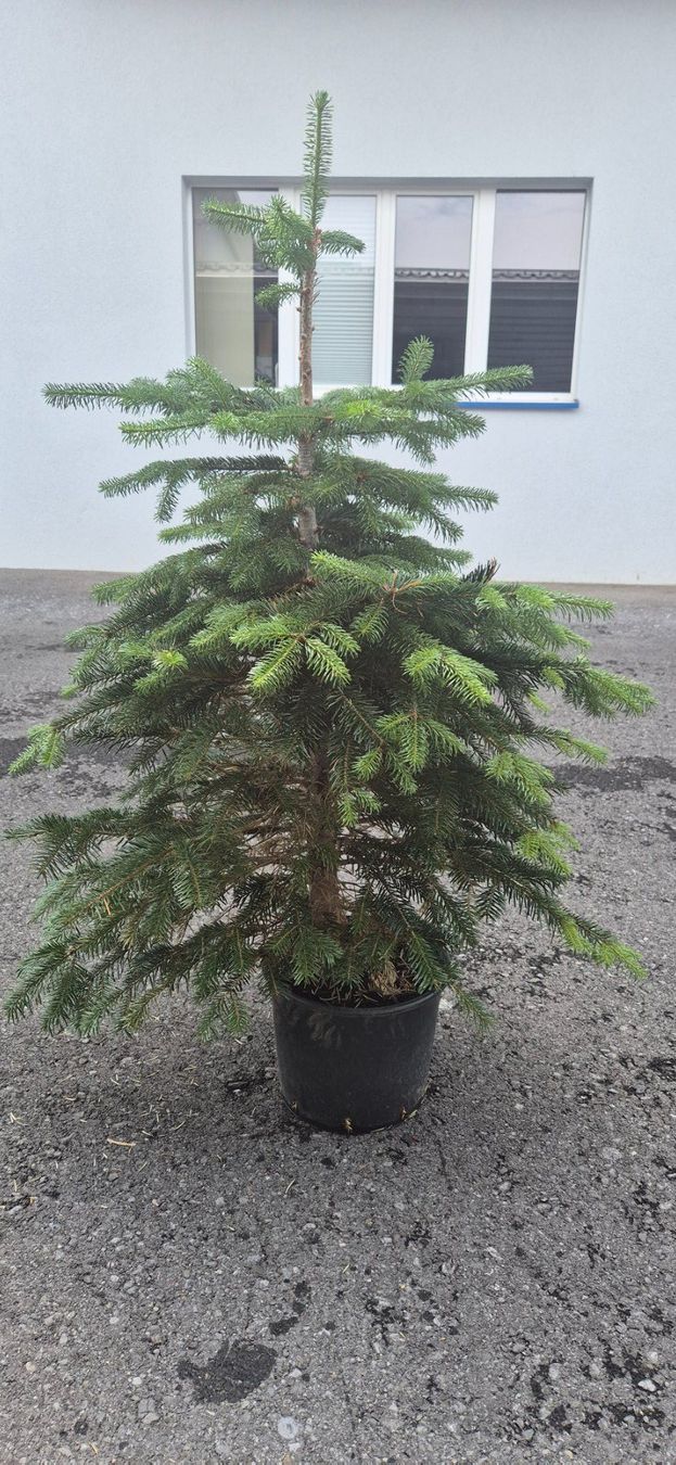 Plantes & graines: NORDMANNSTANNE – D'occasion à Jona par Sleon02