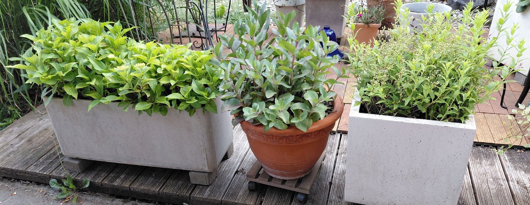 Piante & sementi: Gartenpflanzen diverse 10 stk – Usato da zuchwil venduto da parson65