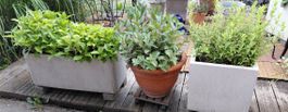 Gartenpflanzen diverse 10 stk
