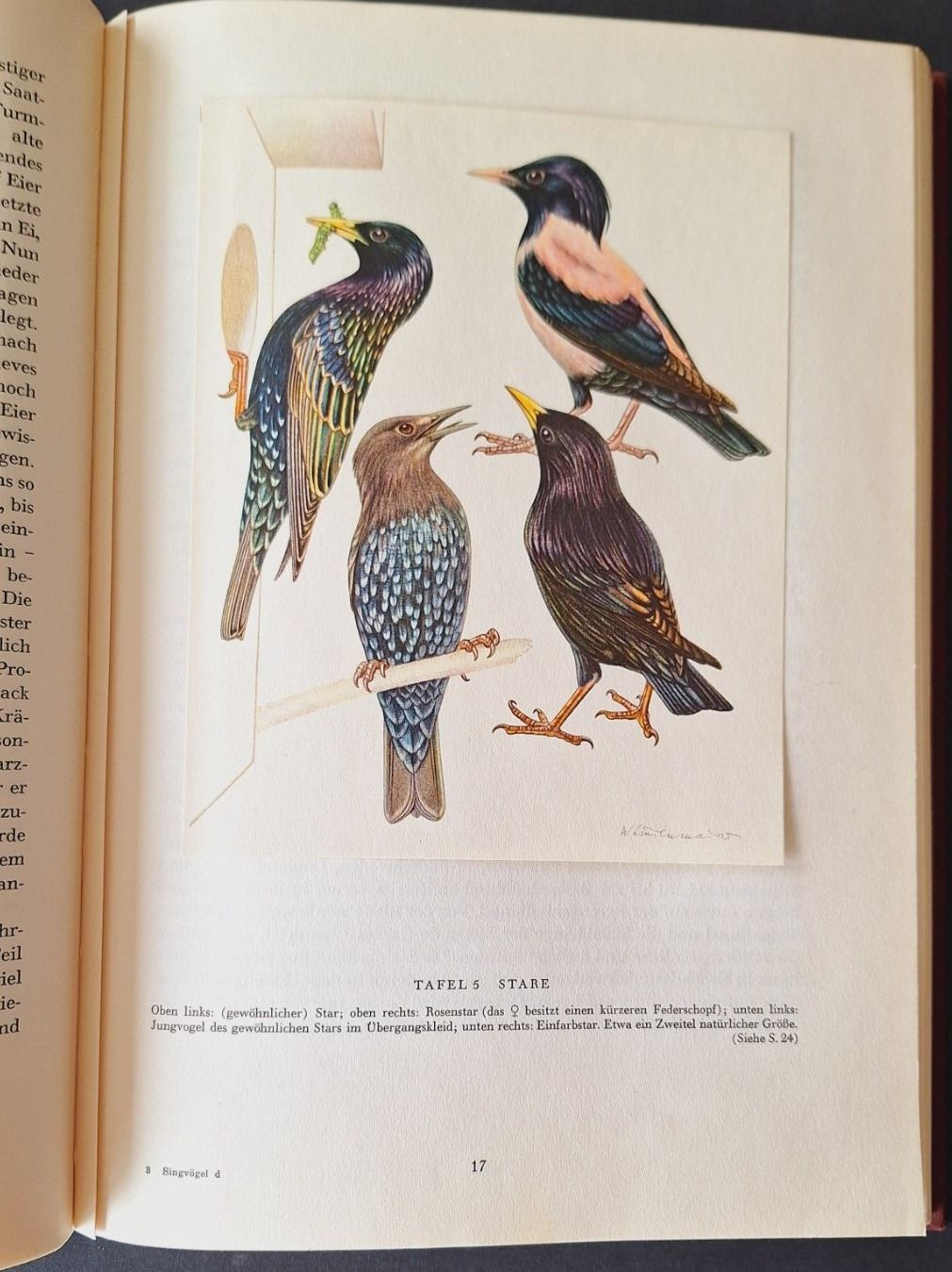 Libri: Singvögel,  Silva Buch – Usato da Zürich venduto da t24_de 3
