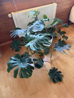 Monstera Pflanze im weissen Topf mit Untersetzer