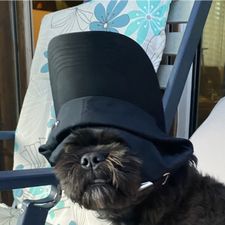 Profile image of Schoggivodka