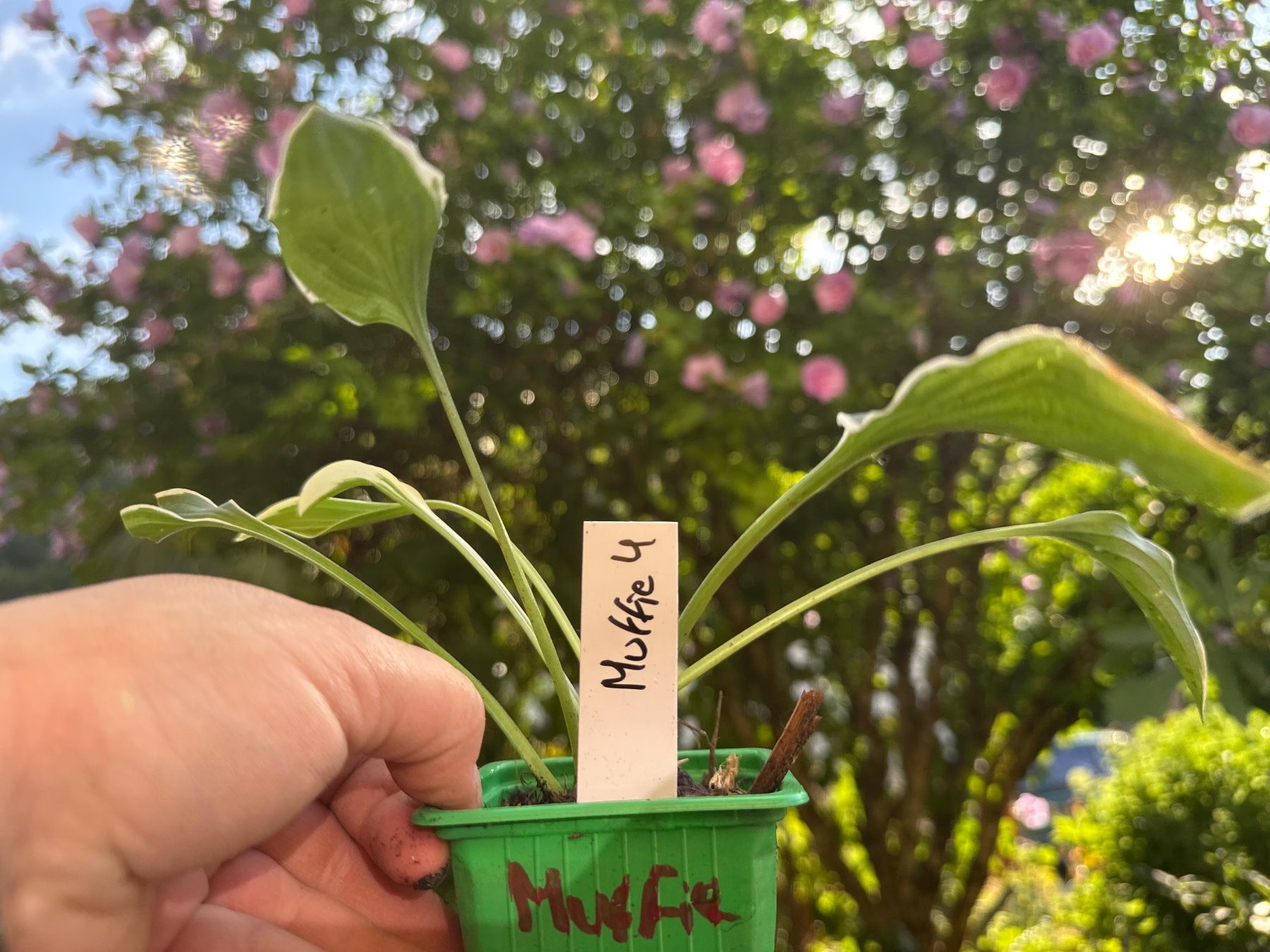 Pflanzen & Samen: Hosta muffie 4 – Gebraucht aus Lajoux JU von Briard0