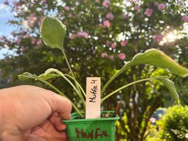 Hosta muffie 4
