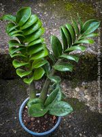 Zamioculcas Zamiifolia Zenzii - Zwerg-ZZ-plant
