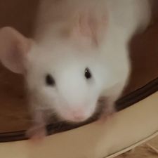 Profile image of Mascha.81