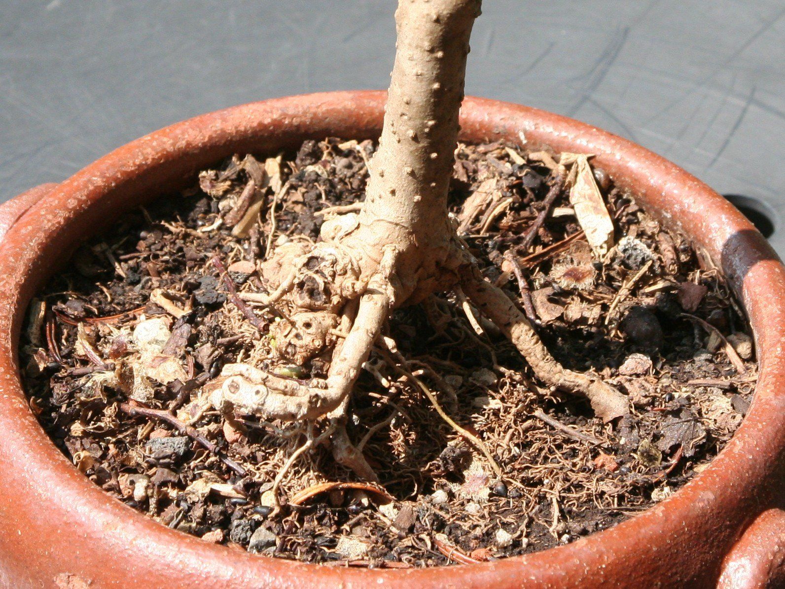 Pflanzen & Samen: BONSAI  -  Wilder Flieder – Gebraucht aus Gretzenbach von Sikim 3