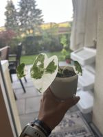 Alocasya Frydek Variegata Baby Pflanze