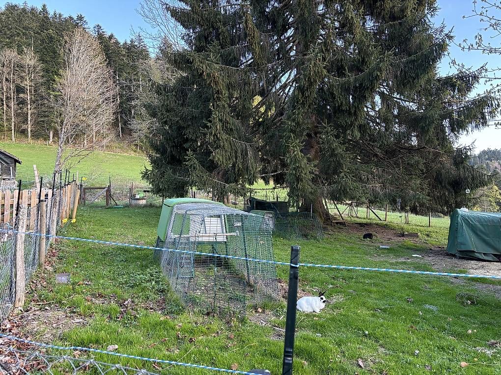 Gabbie, trasporto & Sicurezza: Poulailler Eglu d'Omlet – Usato da Le Locle venduto da Clodile 3