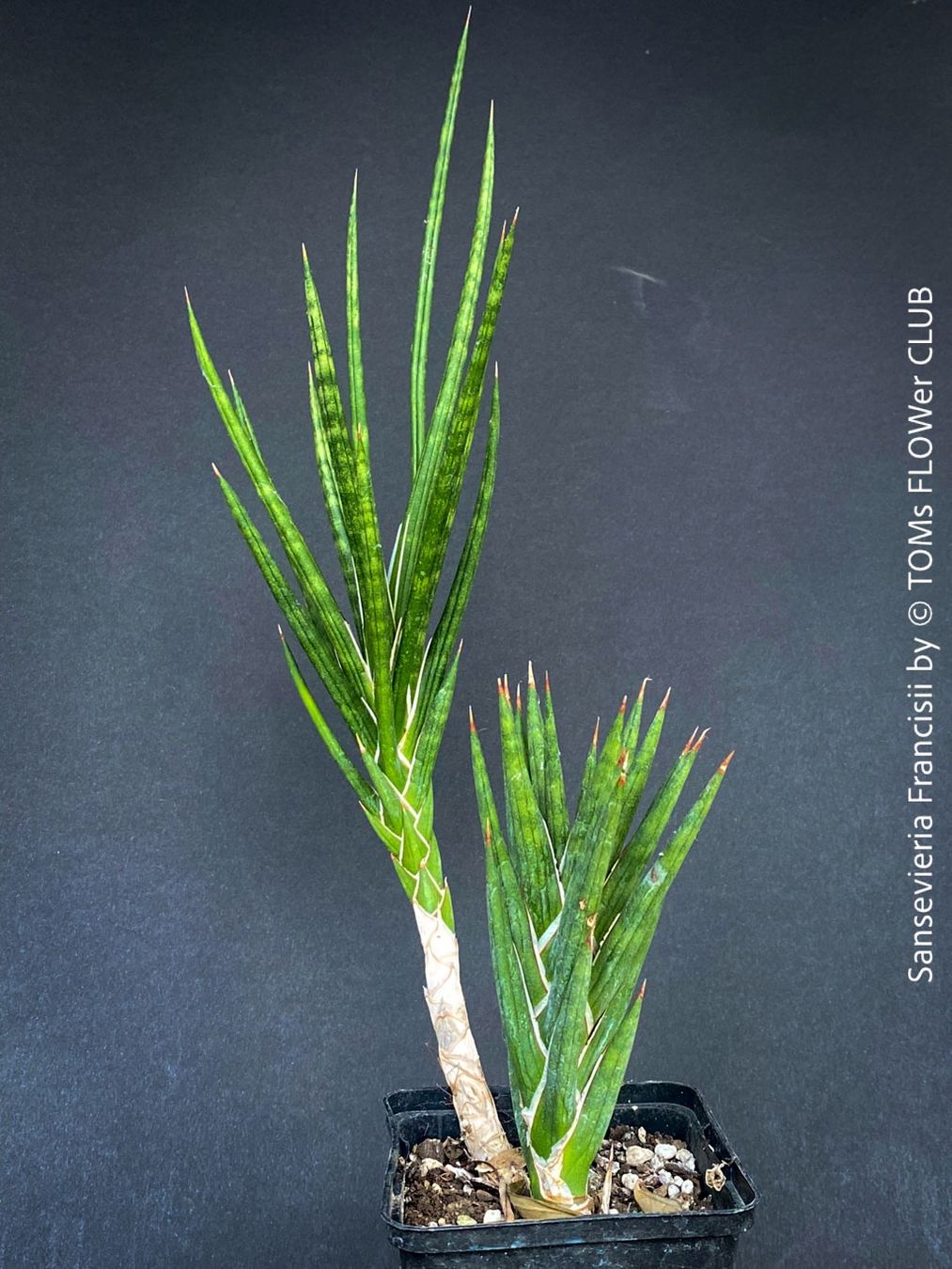 Piante & sementi: Sansevieria Francisii 1+1 - einzigartig schön - oder? – Nuovo e nell'imballaggio originale da Adliswil venduto da astom369 6