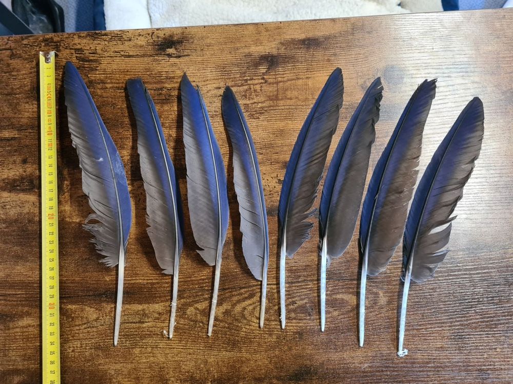 ACCMOS 36/60 STK Bogenschießen Pfeilfeder Jagd Schießen Pfeil Fletching