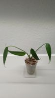 Monstera Burle Marx Flame