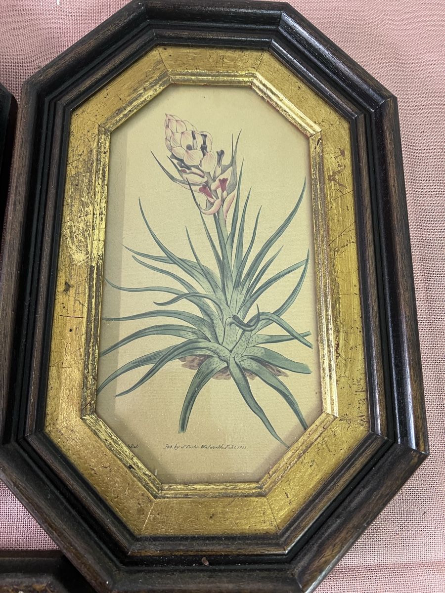 Posters & Illustrations: 3 Antike  Blumenbilder (2) – D'occasion à Glattfelden par brockischweiz 4