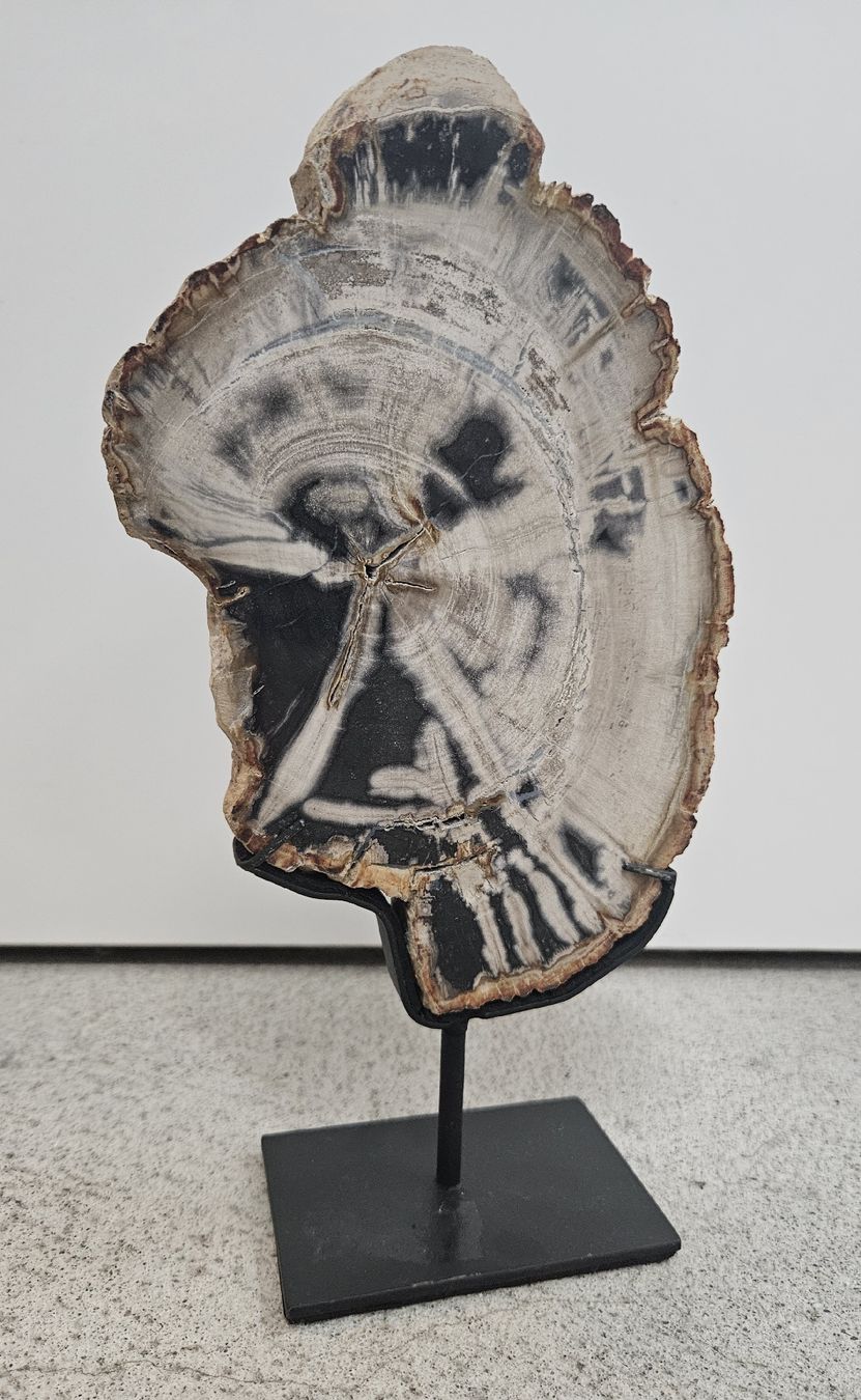 Fossiles: Versteinertes Holz auf Ständer – D'occasion à Ottikon b.Kemptthal par Jigsaw1