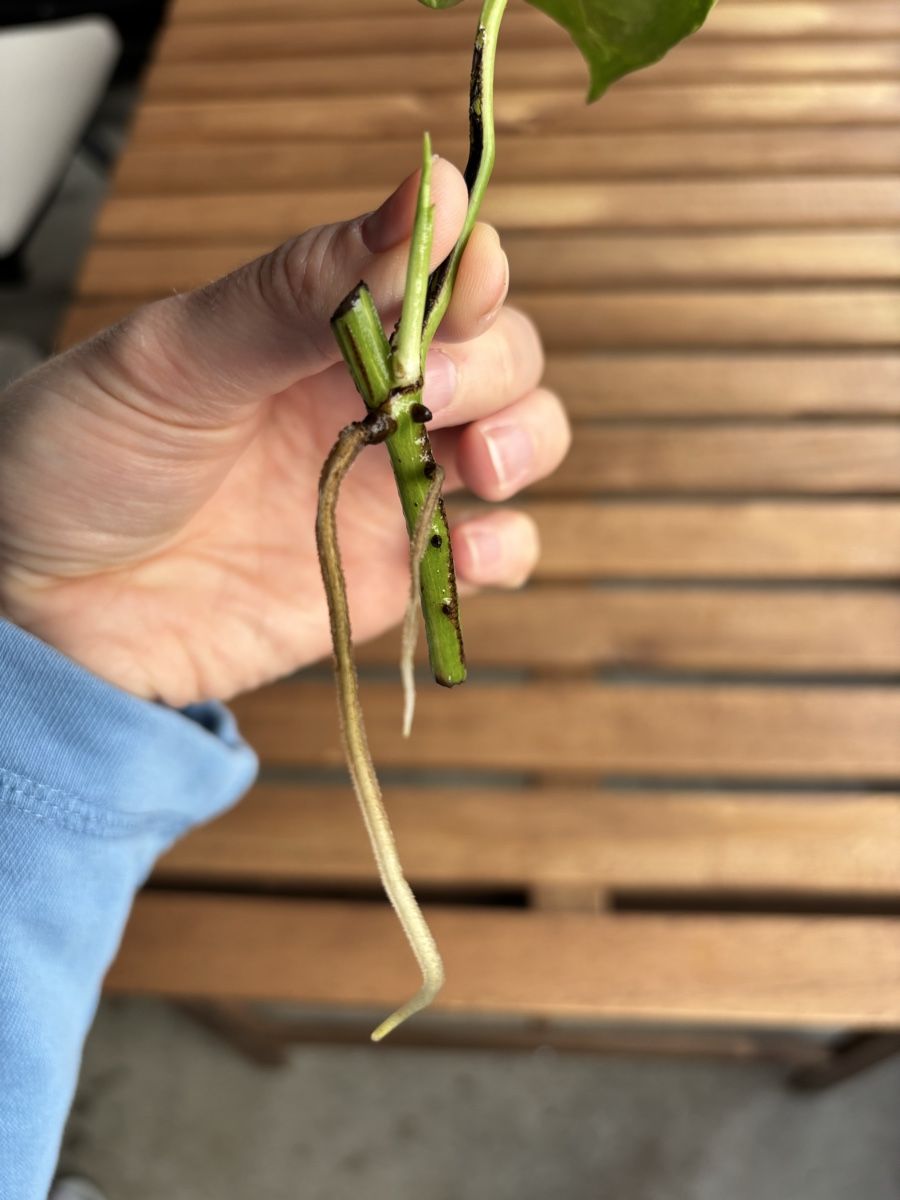 Piante & sementi: Epipremnum aureum/Goldene Efeutute Ableger mit Wurzeln – Nuovo (secondo la descrizione) da Zürich venduto da birokitti 2