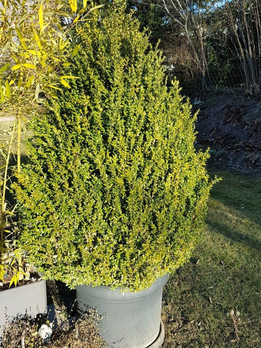 Piante & sementi: Buchsbaum, perfekt für Garten oder Terrasse, inklusive Topf! – Usato da KEHRSATZ venduto da Marina32