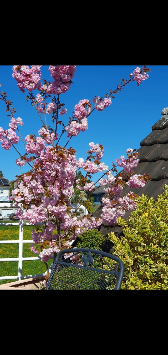 Piante & sementi: PRUNUS SERRULATA "KANZAN" - Jap Kirsche – Usato da Thalheim an der Thur venduto da LycaenaDispar 1